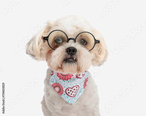 head of adorable shih tzu wearing glasses and bandana © Viorel Sima