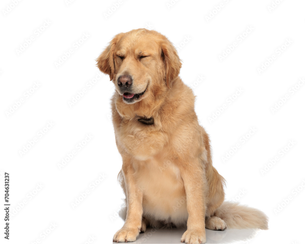 cute golden retriever dog sticking out tongue and panting with closed eyes