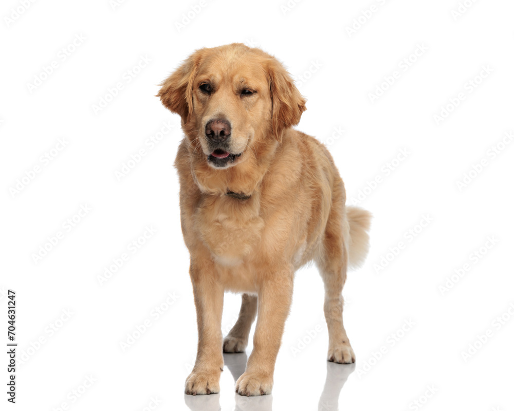 cute goldie dog sticking out tongue and panting while looking to side