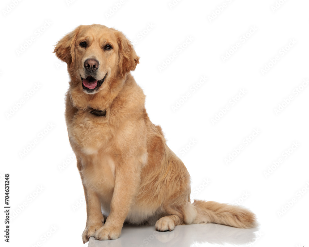 Fototapeta premium happy golden retriever dog sticking out tongue and panting