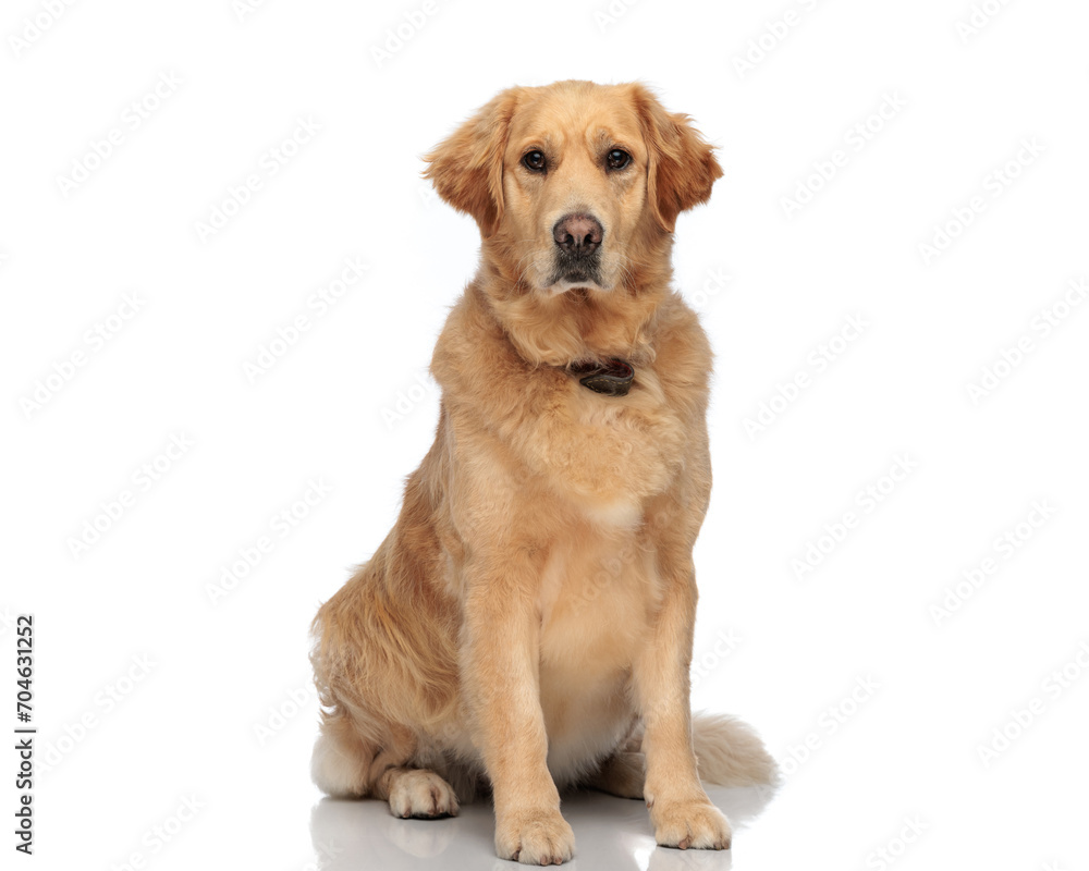 beautiful golden retriever dog with collar sitting and looking forward