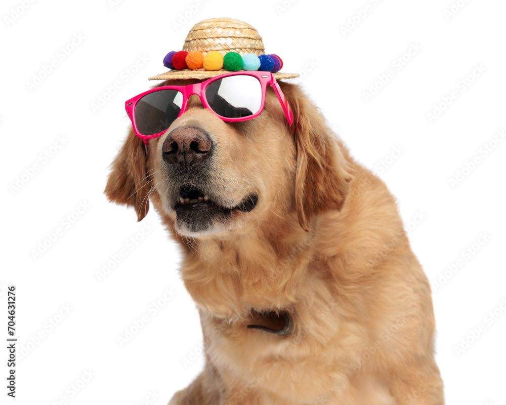 curious labrador retriever dog with sunglasses and hat looking up