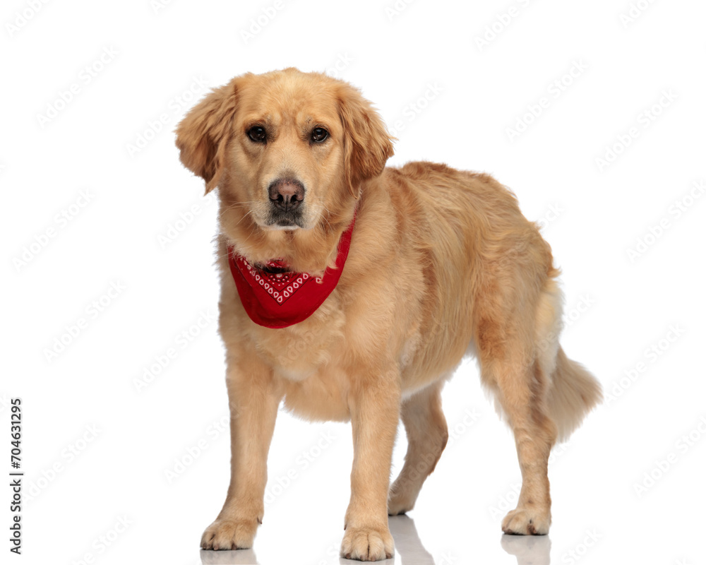 cute golden retriever doggy with red bandana standing and looking forward