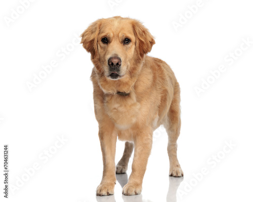 Fototapeta Naklejka Na Ścianę i Meble -  beautiful golden retriever dog with collar looking forward and standing