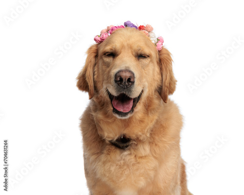 sweet golden retriever puppy with flowers headband panting with tongue out