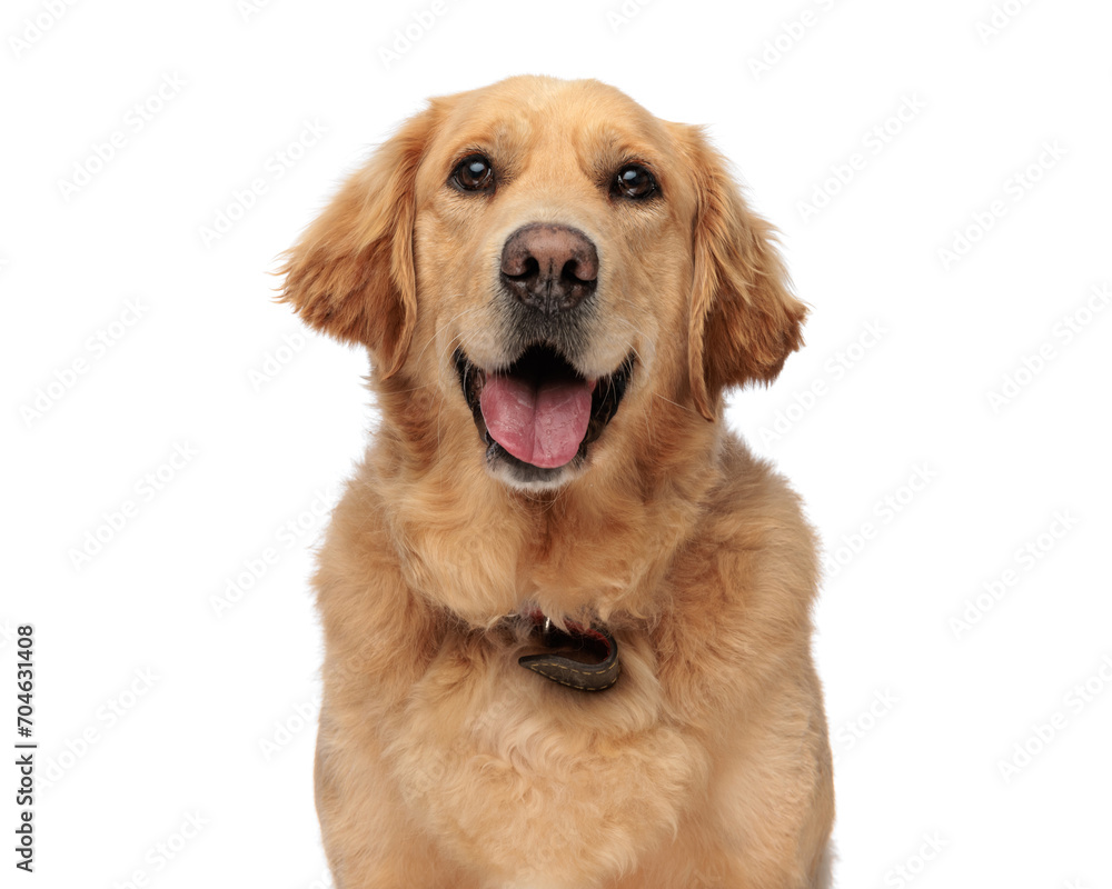 happy golden retriever puppy sticking out tongue and panting