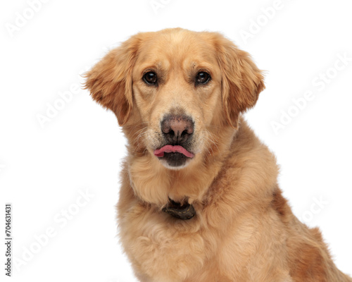 portrait of golden retriever dog sticking out tongue and panting
