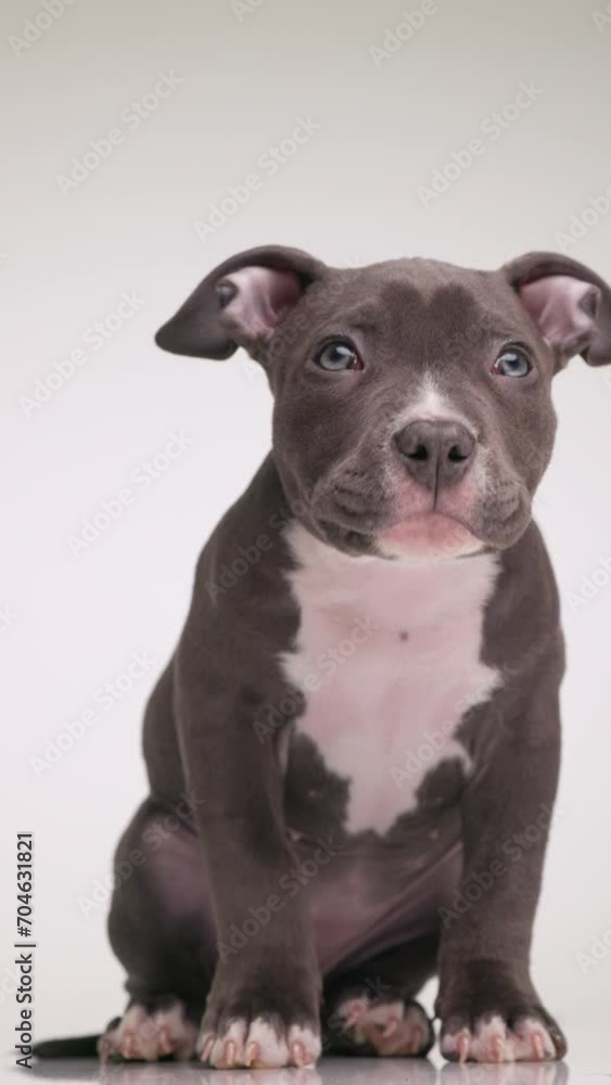 adorable little blue American bully dog being interested, looking up and wanting while sitting in front of grey background adorable little blue American bully dog being interested, looking up and wanting while sitting in front of grey background