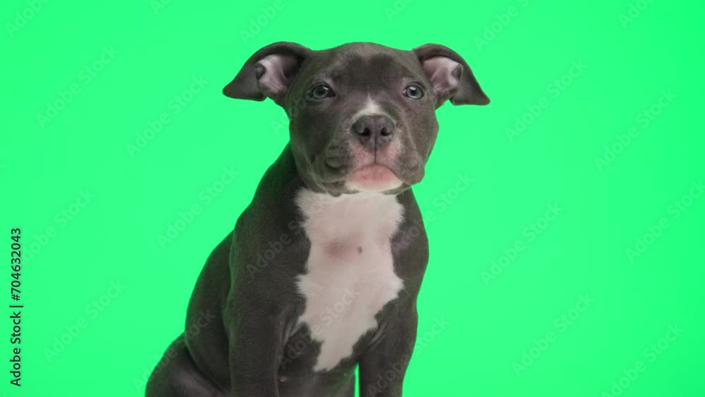 project video of lovely little American bully puppy sitting, looking up and wanting something in front of green background project video of lovely little American bully puppy sitting, looking up and wanting something in front of green background