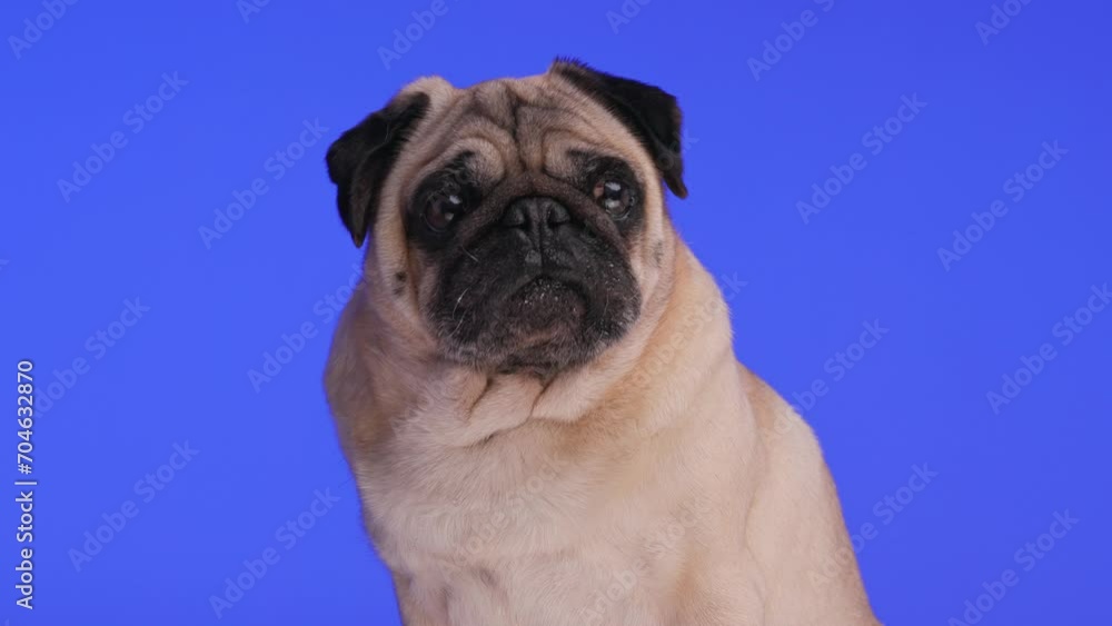 precious small pug puppy looking forward and away while sitting in front of purple background in studio precious small pug puppy looking forward and away while sitting in front of purple background in studio