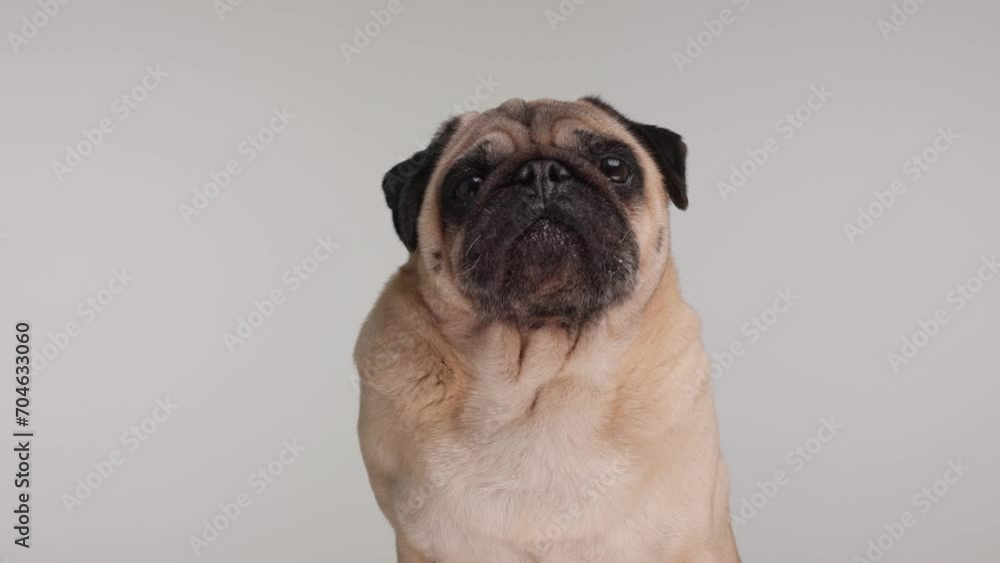 curious pug puppy licking nose, looking up and being curious while sitting in front of grey background curious pug puppy licking nose, looking up and being curious while sitting in front of grey background