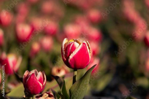 temporada de tulipanes