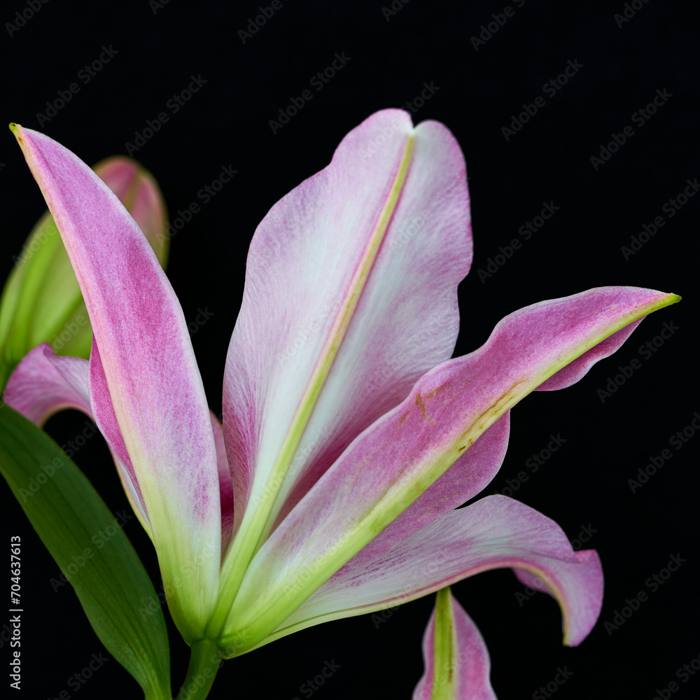 Fototapeta premium lily flower growing on a black background