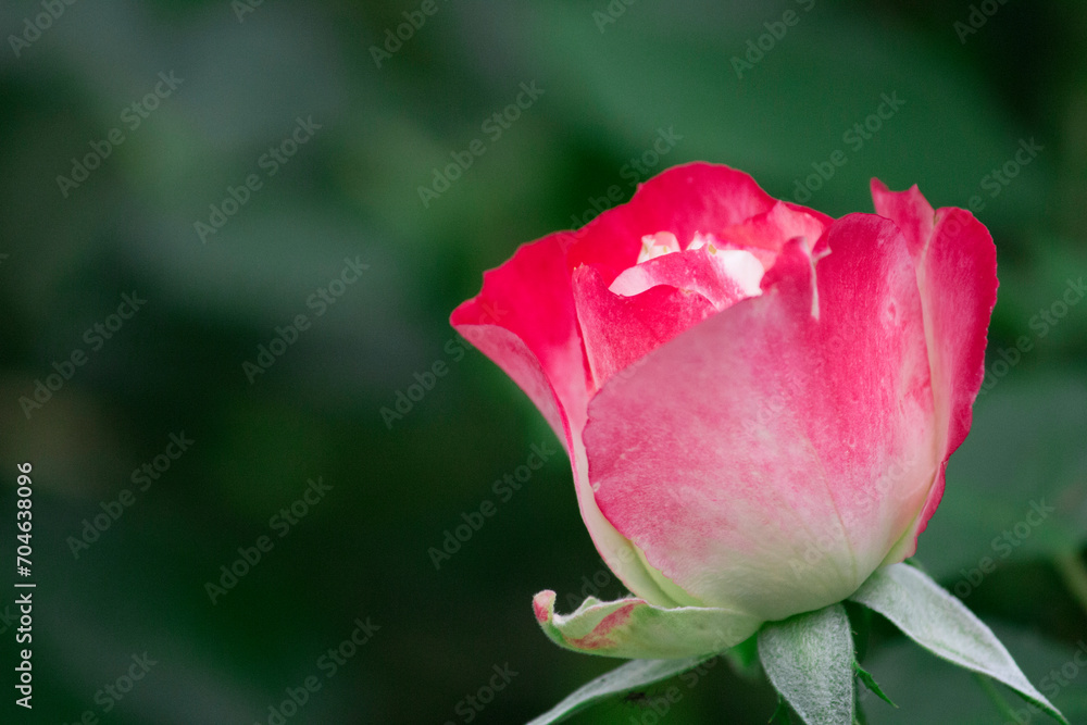 Tulip flowers with beautiful pale red gradation