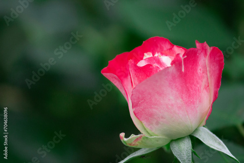 Tulip flowers with beautiful pale red gradation