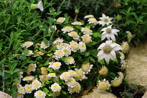 Flannel flowers and Rhodanthe chlorocephala flowers blooming in the garden in early spring photo