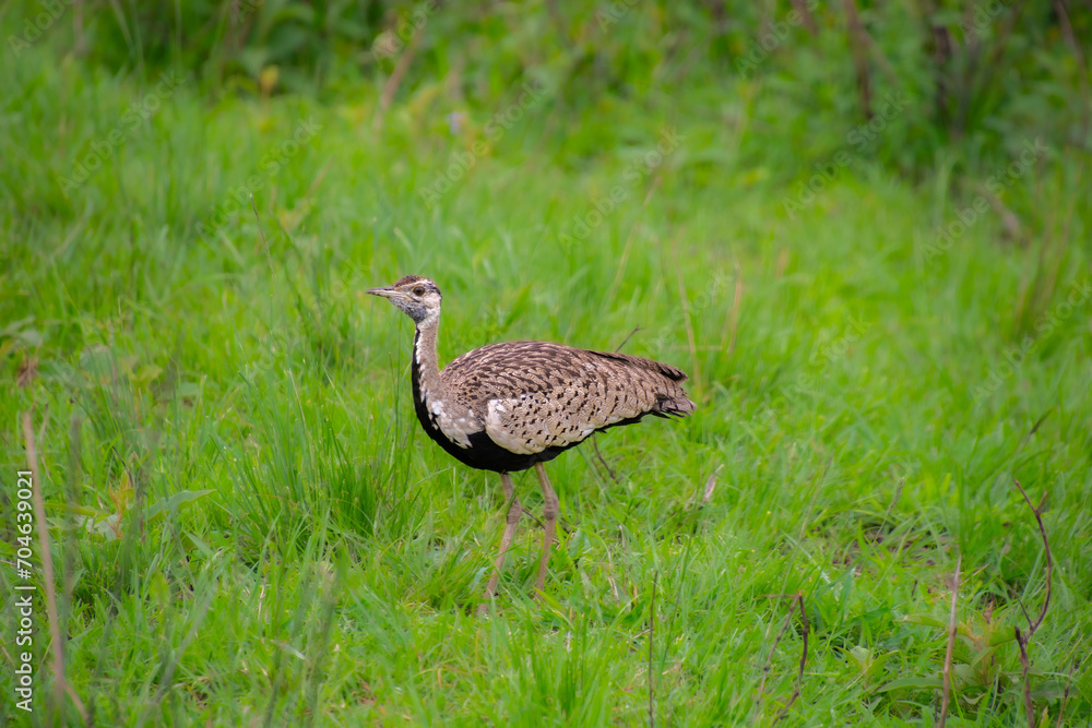 pretty specimen of Red-crested Korhaan walking in the savannah in South Africa pretty specimen of Red-crested Korhaan walking in the savannah in South Africa