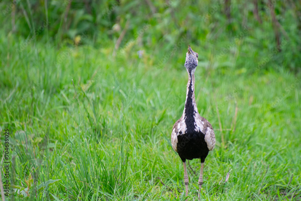 Naklejka premium pretty specimen of Red-crested Korhaan walking in the savannah in South Africa