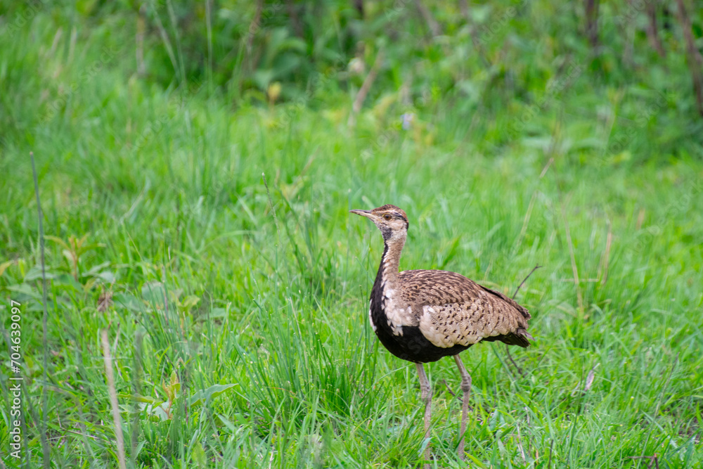 pretty specimen of Red-crested Korhaan walking in the savannah in South Africa pretty specimen of Red-crested Korhaan walking in the savannah in South Africa