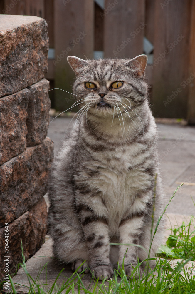 gray cat sits in the grass near a brick wall gray cat sits in the grass near a brick wall