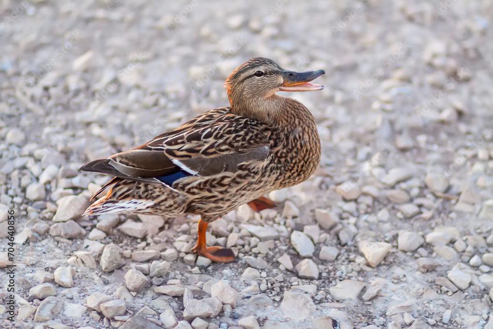 Wild duck bird on the asphalt road. Wild duck bird on the asphalt road.