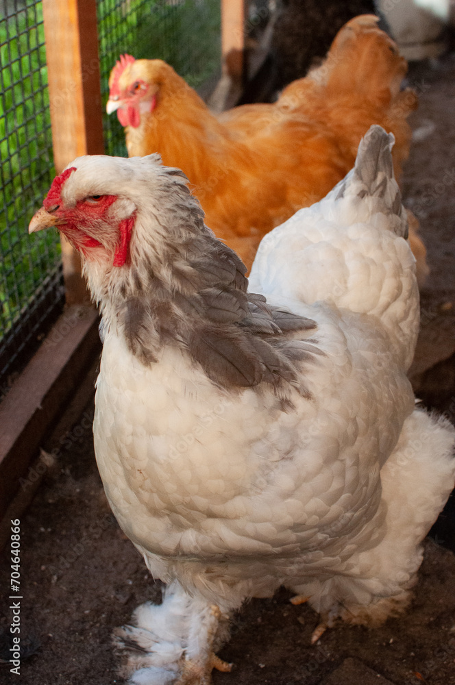 Fototapeta premium Portrait of a white chicken Brahma Isabel breed.