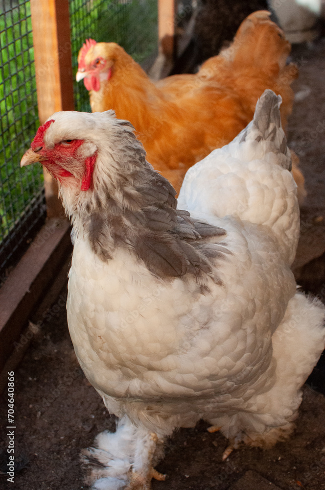 Portrait of a white chicken Brahma Isabel breed.