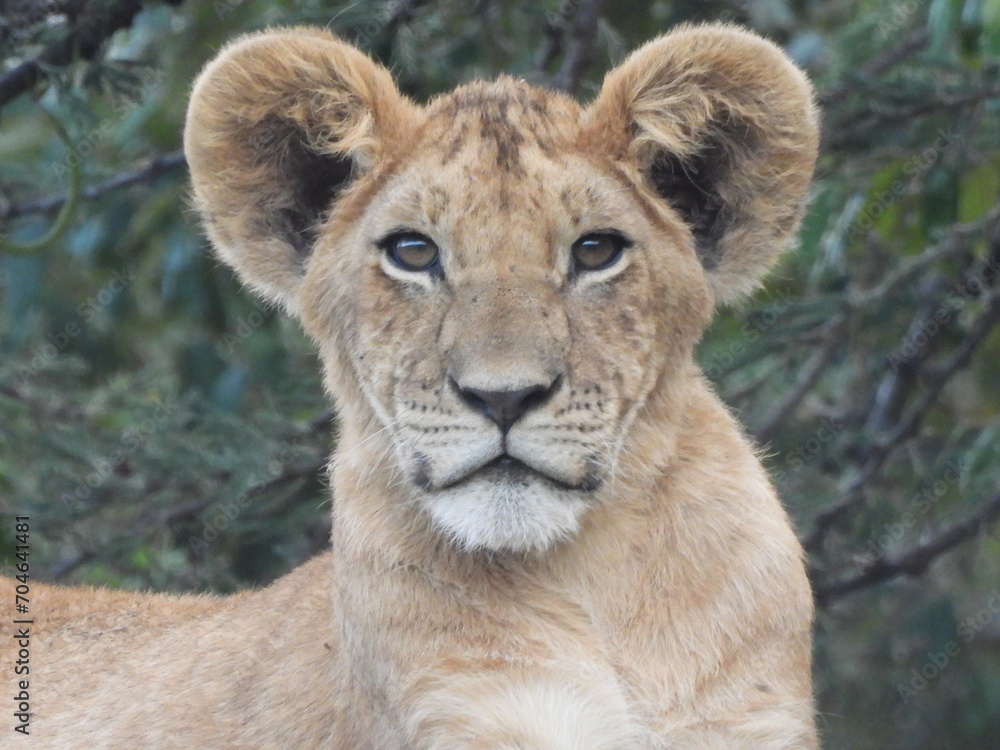 Here's looking at you Leo Here's looking at you Leo