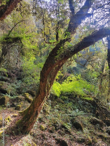 tree in the forest © Cedar