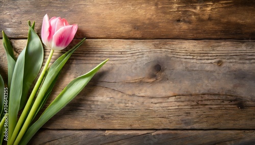 Tulip on Rustic Wood Background
