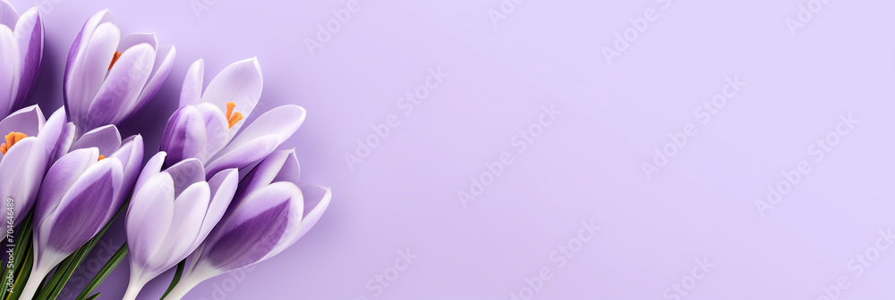 Crocus decorated on light purple background with space for text