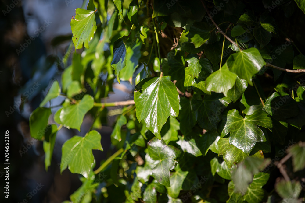 Common ivy in Wheal Peavor growing around the old tin mine buildings. Common ivy in Wheal Peavor growing around the old tin mine buildings.