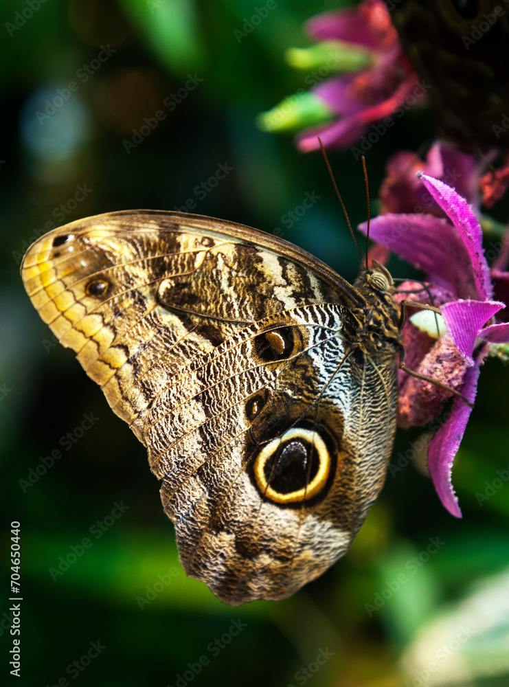 Caligo Eurilochus butterfly on a flower Caligo Eurilochus butterfly on a flower