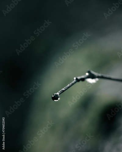 drop on a branch
