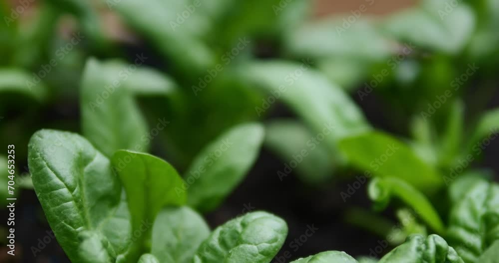 Green salads on a garden bed. Organic greens for cooking vegetarian dishes. Spinach, dill, arugula, lettuce, parsley on a farm bed. Green salads on a garden bed. Organic greens for cooking vegetarian dishes. Spinach, dill, arugula, lettuce, parsley on a farm bed.