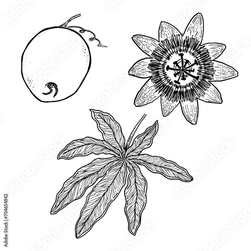Passiflora caerulea (Blue passion flower) Mburucuya - Vector