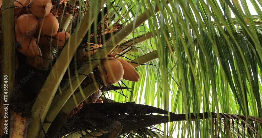 Coconut fruits grow on tree Coconut fruits grow on tree