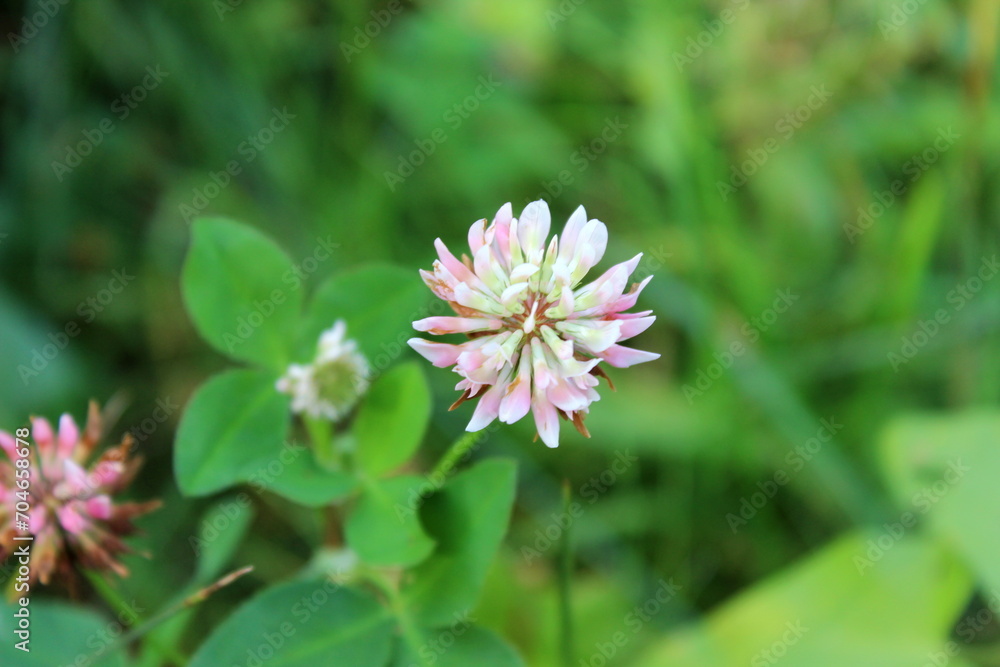 Fototapeta premium Klee, Wiesenklee, Kleeblume