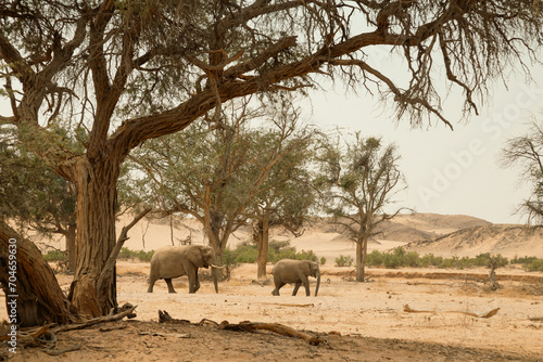 Two elephants walking in the dry river bed in Namibia, Erongo
