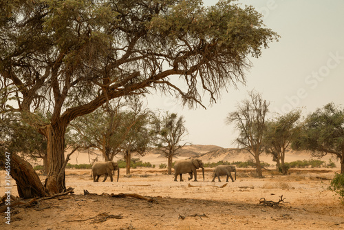 Three elephants walking in the dry river bed in Namibia, Erongo
