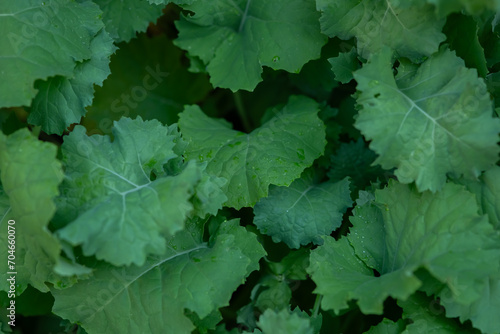 Leafy pattern nature green background