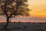 Sunset at the waterhole with giraffes, in Etosha National park, Namibia