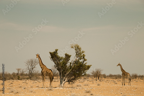 Photography Two giraffes next to acacia tree in Etosha National park, Namibia