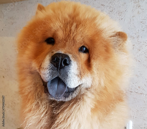 Chow Chow, Hunderasse