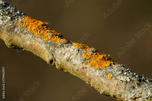 Fungus on branch