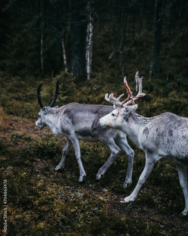 Rentiere in Norwegen