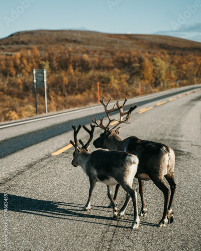 Rentiere in Norwegen