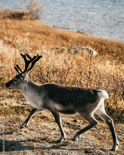 Rentiere in Norwegen