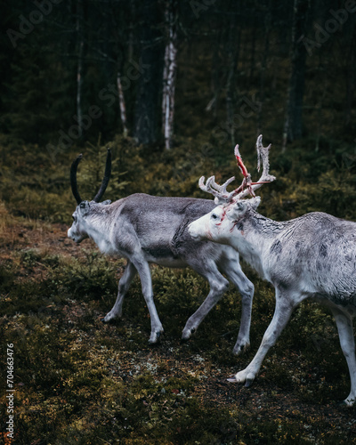 Rentiere in Norwegen