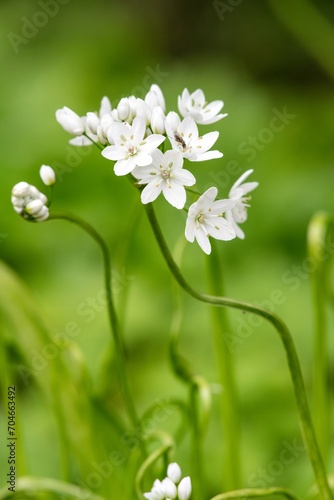 Close up of Neapolitan garlic (allium neapolitanum) flowers in bloom photo